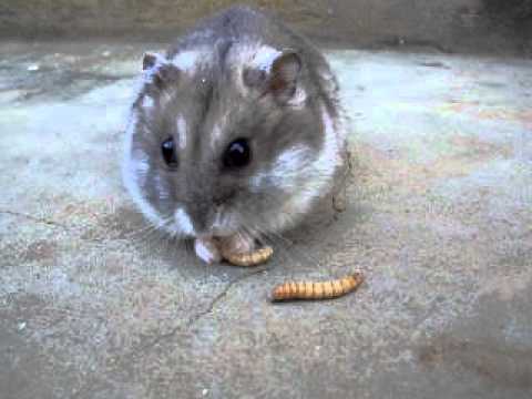 Мучные черви для крыс: разновидности, приманки и способы ловли